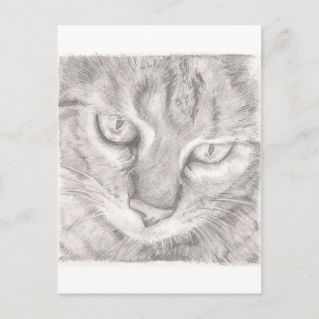 Tabby Cat Postcard (Front)