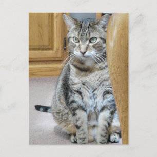 Tabby Cat Postcard