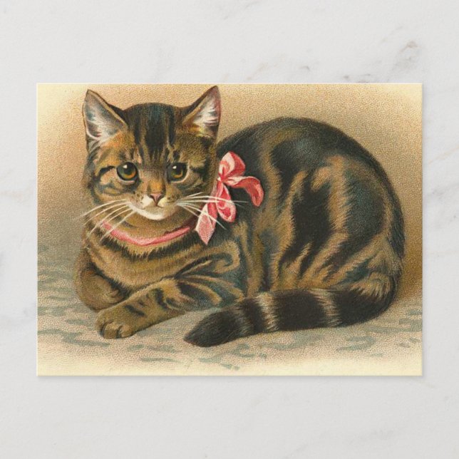 "Tabby Cat" Postcard (Front)