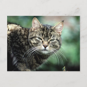 Tabby Cat Postcard
