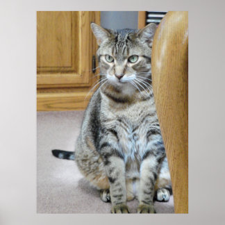 Tabby Cat Poster