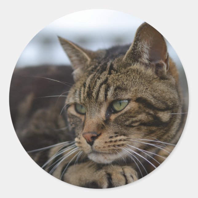 Tabby cat ready for action classic round sticker (Front)