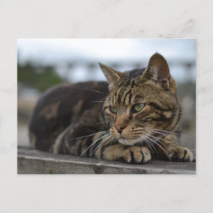 Tabby cat ready for action in Devon Postcard