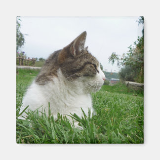 Tabby Cat Relaxing in the Grass Magnet