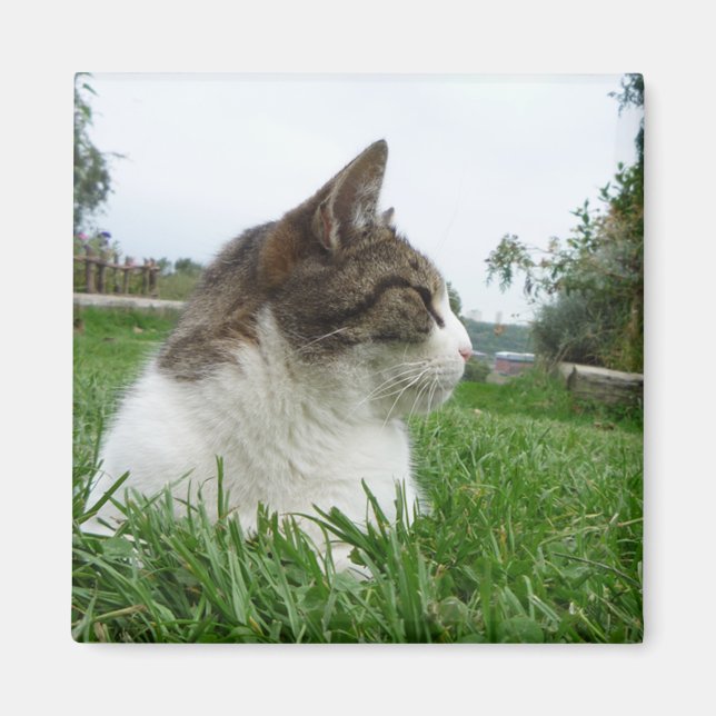 Tabby Cat Relaxing in the Grass Magnet (Front)