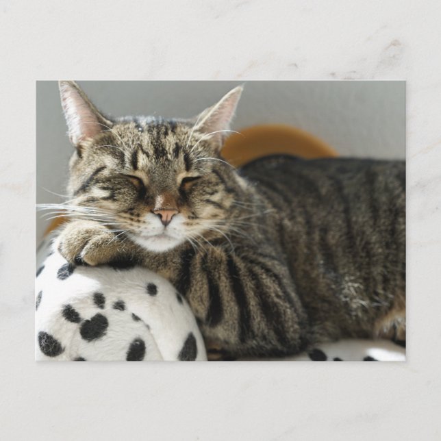 TABBY CAT RELAXING Postcard (Front)