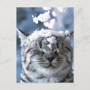 Tabby Cat  Snow Splash Postcard