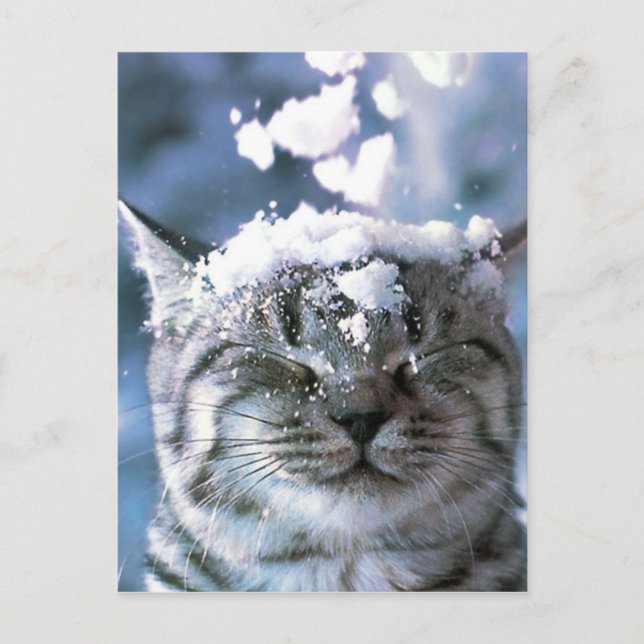 Tabby Cat  Snow Splash Postcard (Front)