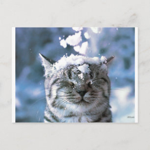 Tabby Cat Snow Splash Postcard