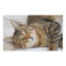 Tabby Cat Stickers