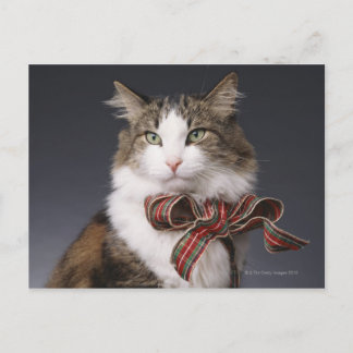 Tabby cat wearing plaid bow postcard