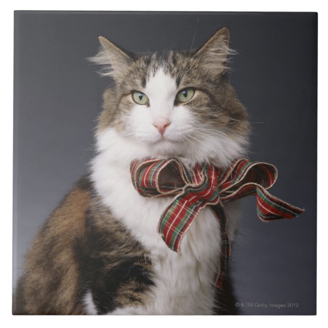 Tabby cat wearing plaid bow tile (Front)