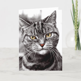 Tabby Cat With Attitude Card
