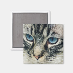 Tabby Cat with Blue Eyes Close-up Magnet