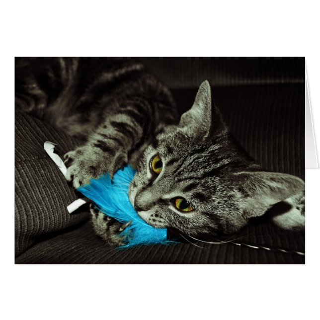 Tabby Cat with Feather by Shirley Taylor (Front Horizontal)