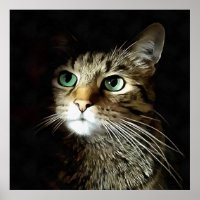 Tabby Cat With Green Eyes Isolated On Black