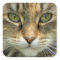 Tabby Cat with Green Eyes Portrait Sticker