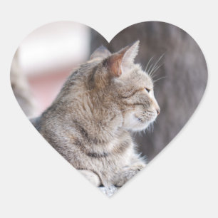 Tabby cats in repose heart sticker