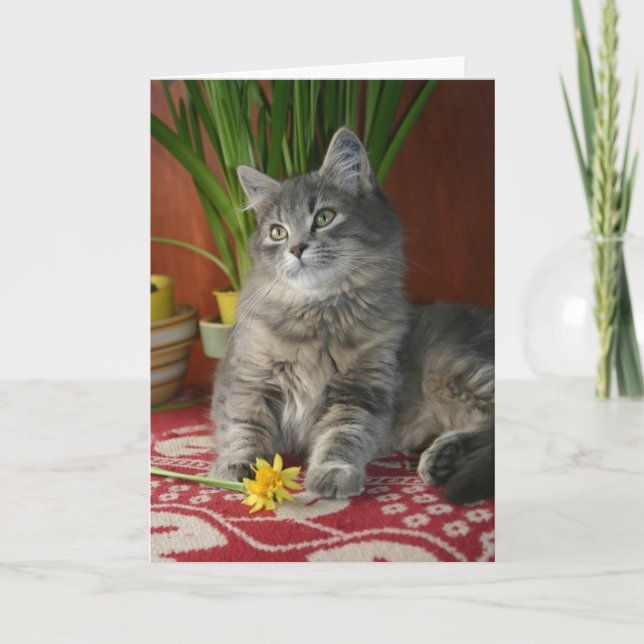 Tabby & Daffodils Notecard (Front)