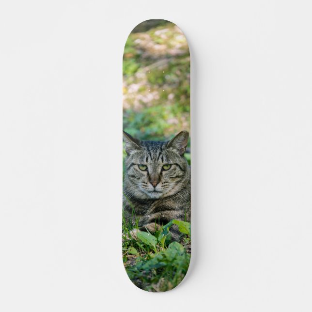 Tabby Gray Cat Skateboard in a Meadow (Front)