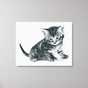 Tabby Kitten Canvas Print