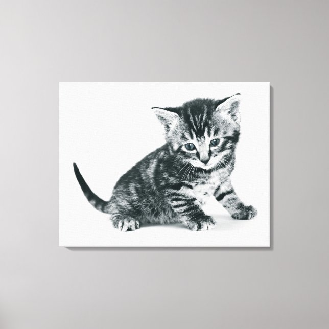 Tabby Kitten Canvas Print (Front)