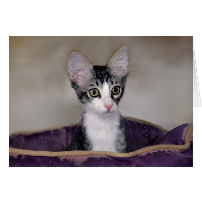 Tabby Kitten in a Purple Bed (Front Horizontal)