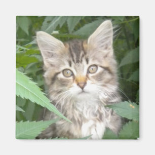Tabby Kitten Magnet