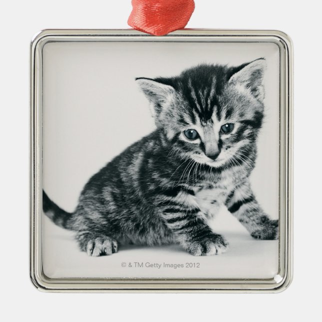 Tabby Kitten Metal Tree Decoration (Front)