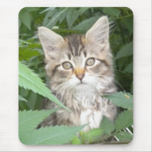 Tabby Kitten Mouse Pad