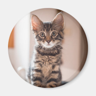 Tabby Kitten on the Table Magnet