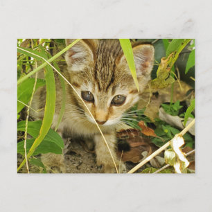Tabby kitten postcard
