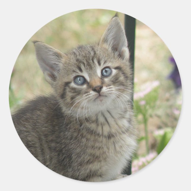 Tabby kitten stickers (Front)