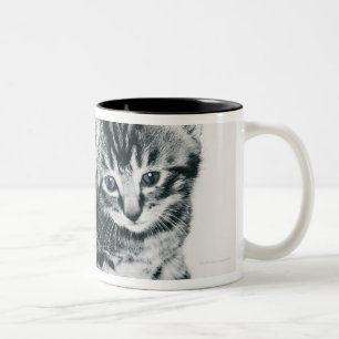 Tabby Kitten Two-Tone Coffee Mug