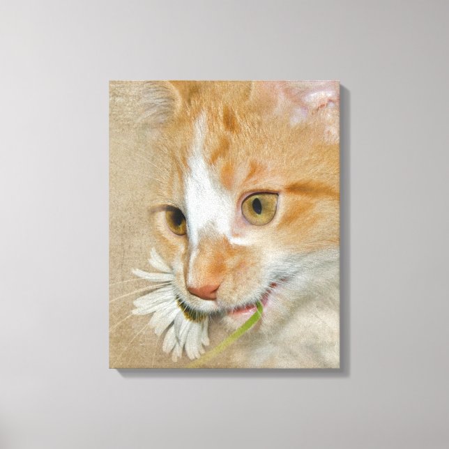 Tabby kitten with daisy canvas print (Front)