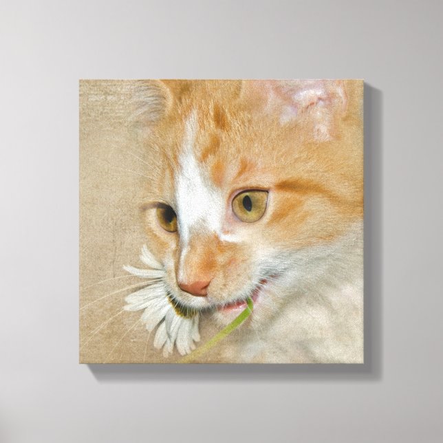 Tabby kitten with daisy canvas print (Front)