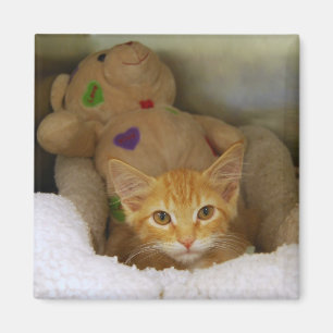 Tabby Kitten With Teddy Bear Magnet