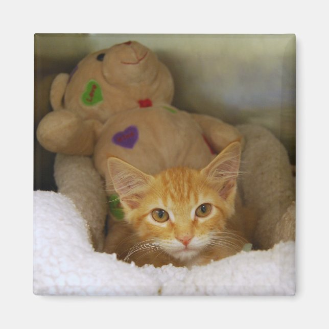 Tabby Kitten With Teddy Bear Magnet (Front)