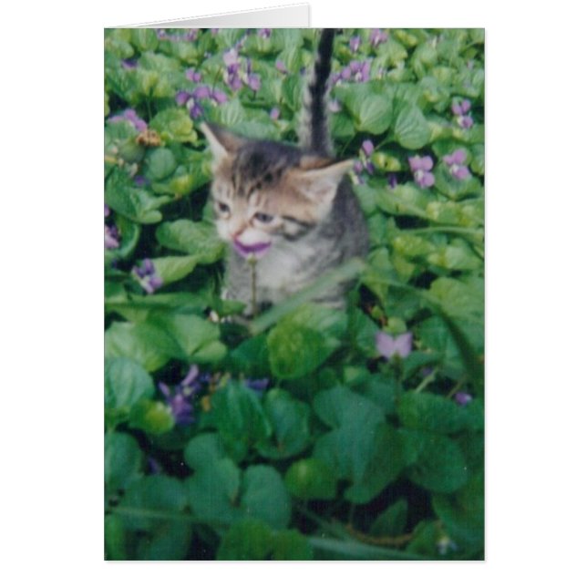 Tabby Kitten With Violet Smile (Front)