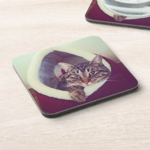 Tabby Kitty In Hut Close-Up Photograph Coaster