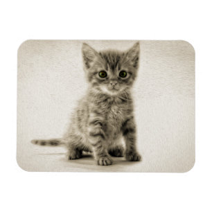 Tabby Kitty Magnet