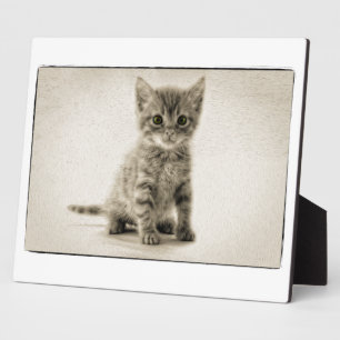 Tabby Kitty Plaque
