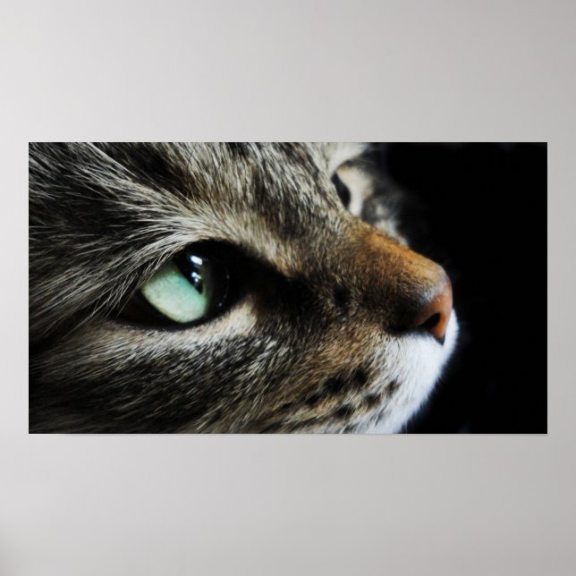 Tabby Poster (Front)