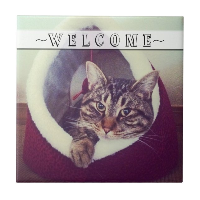 Tabby Relaxing In Hut Close-Up Photograph Tile (Front)