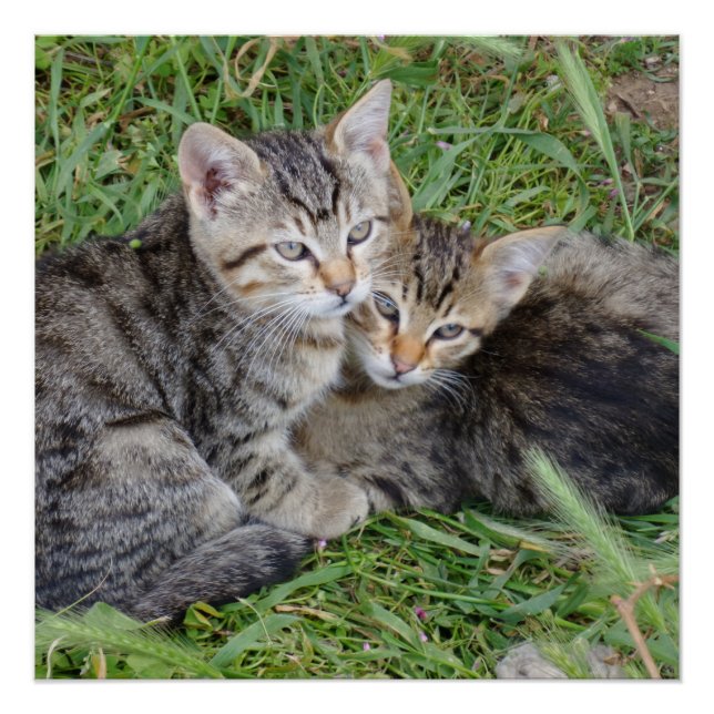 Tabby Sisters 20" x 20",Poster Paper,Semi-Gloss Poster (Front)