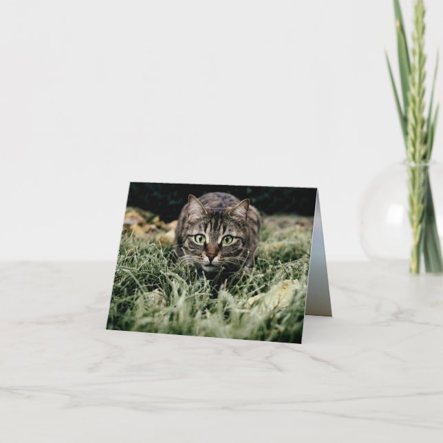 Tabby the Domestic Cat Card (Front)