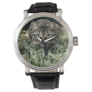 Tabby the Domestic Cat Watch
