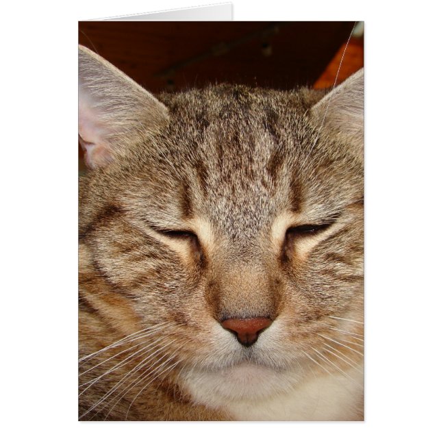 Tabby Tiger Cat (Front)