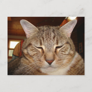 Tabby Tiger Cat Postcard