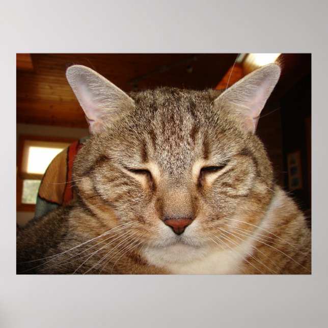 Tabby Tiger Cat Poster (Front)